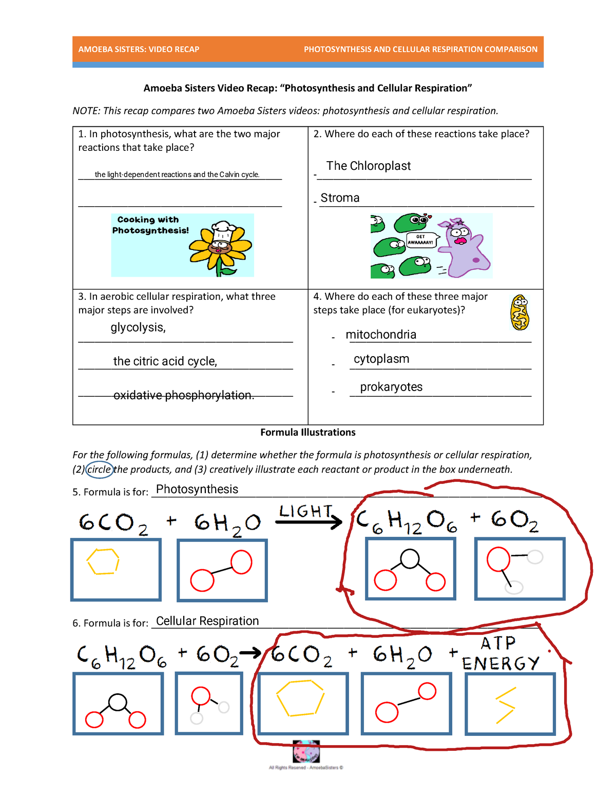 Photosynthesis and Cellular Respiration Study Guide and Answers