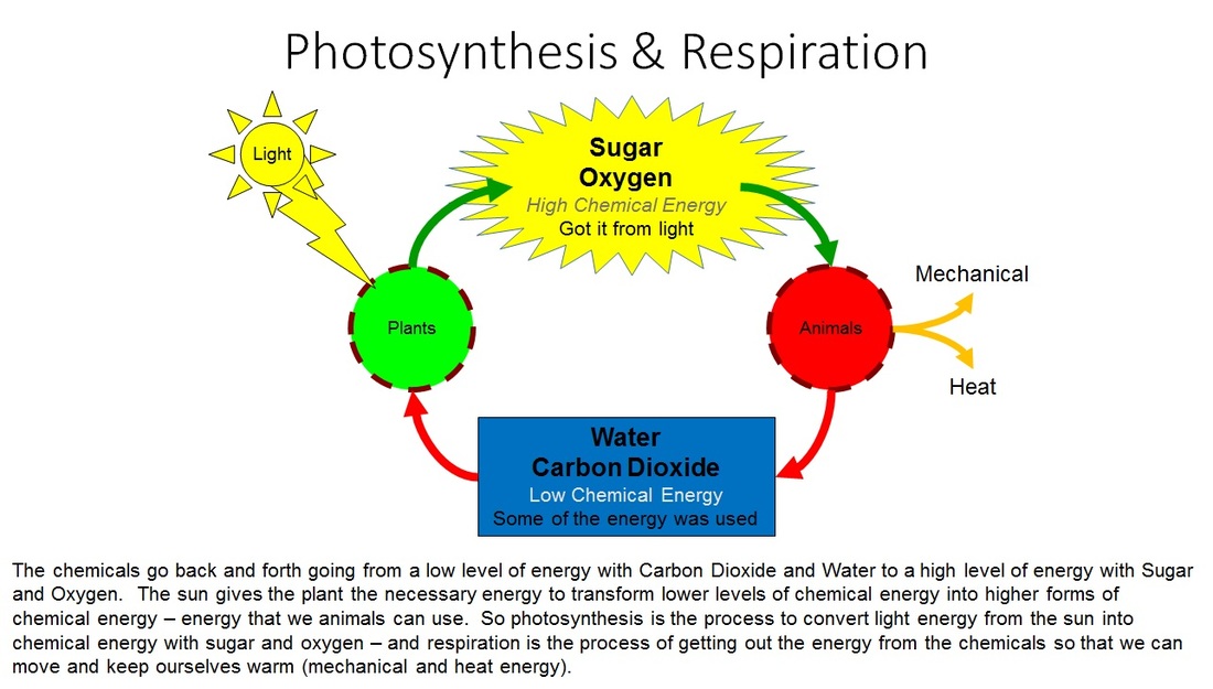 7 Ways Photosynthesis and Cellular Respiration Connect