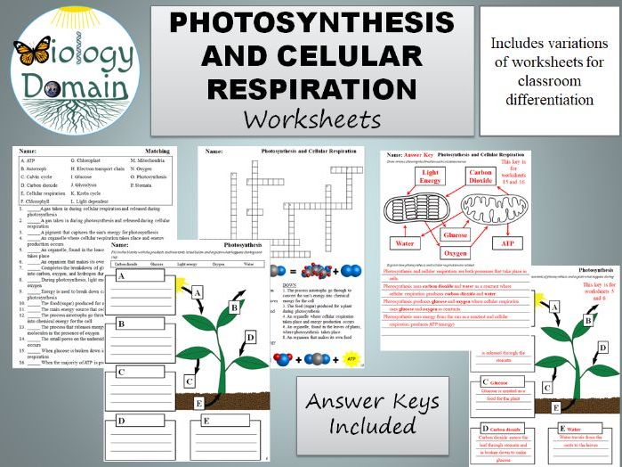 5 Ways Photosynthesis and Respiration Worksheets Simplify Learning