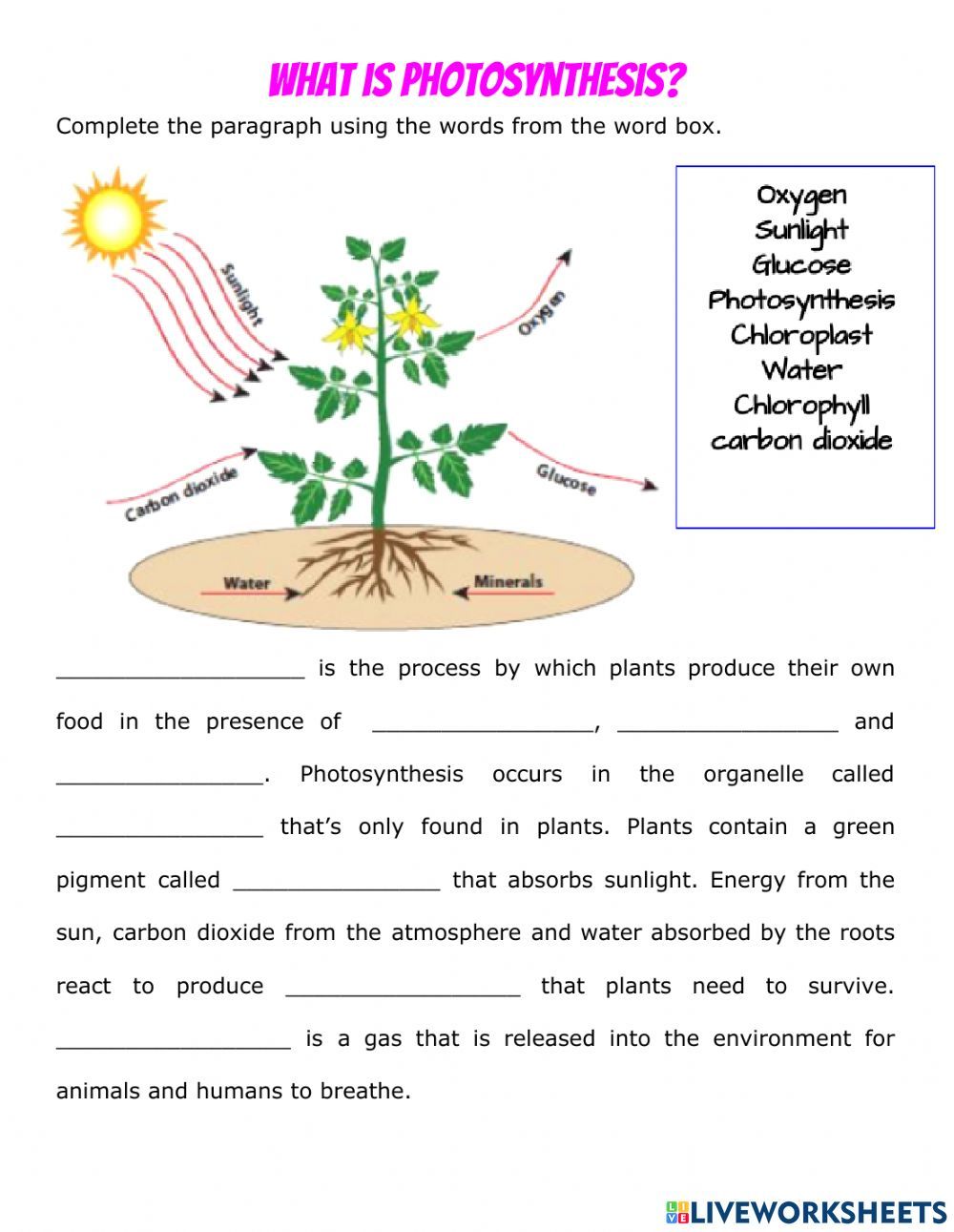 Photosynthesis Animation Student Worksheet Made Easy