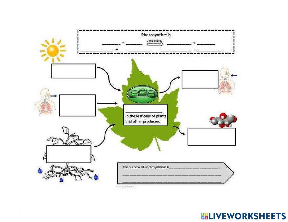 Photosynthesis Diagram Worksheet