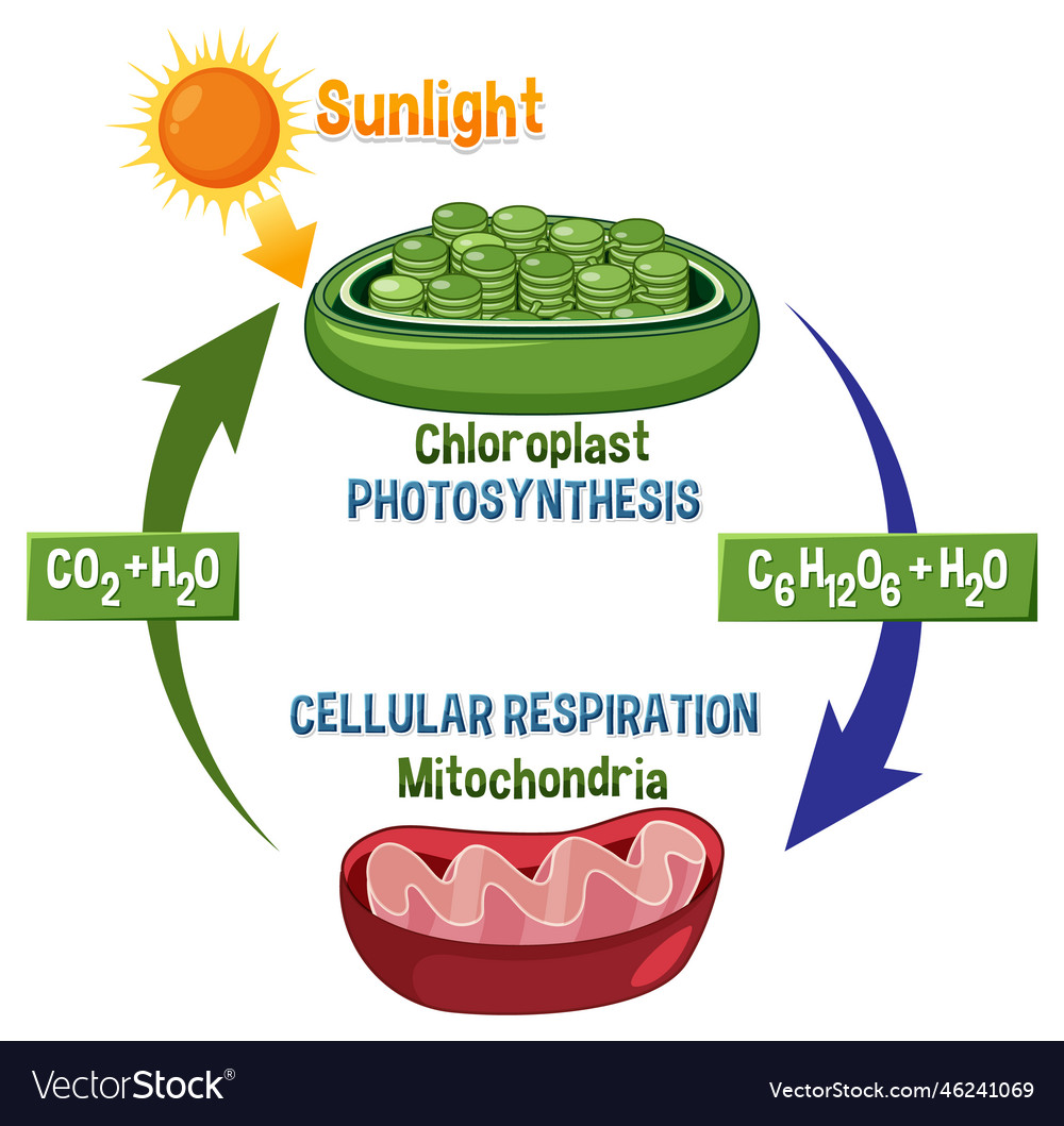 6 Key Differences: Photosynthesis vs Cellular Respiration