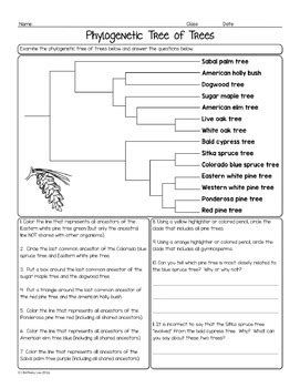 Phylogenetic Tree Worksheet Pdf