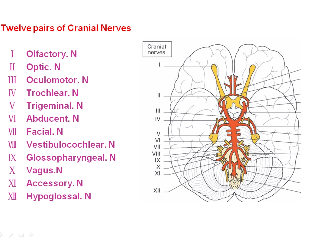 Physiology Of The Cranial Nerves