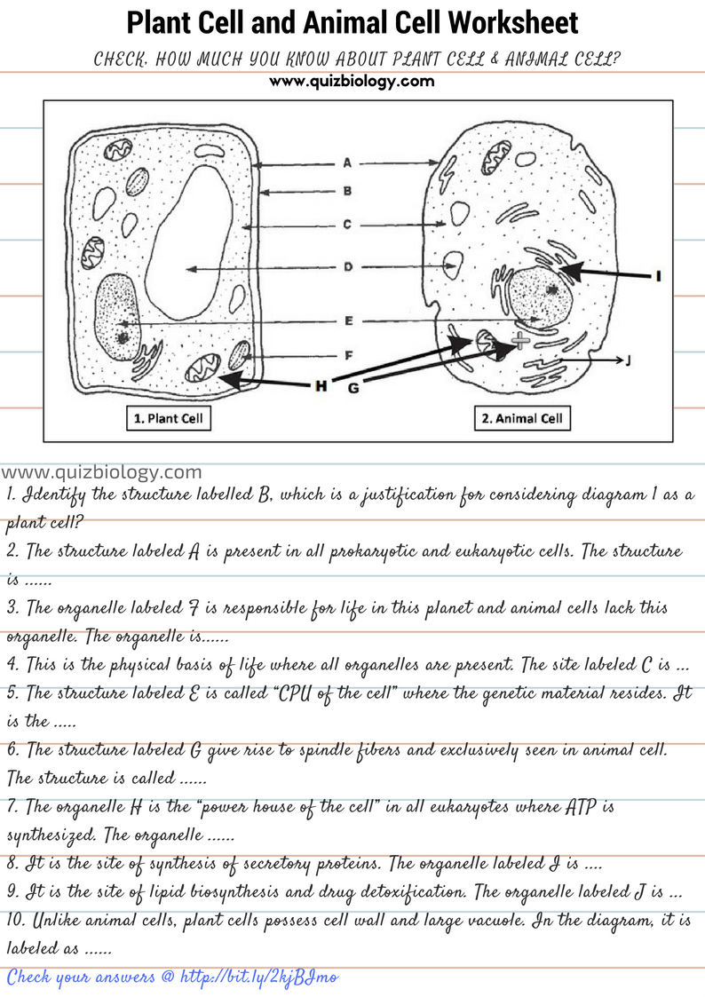 Cell Diagram Worksheet: Explore Plant and Animal Cells