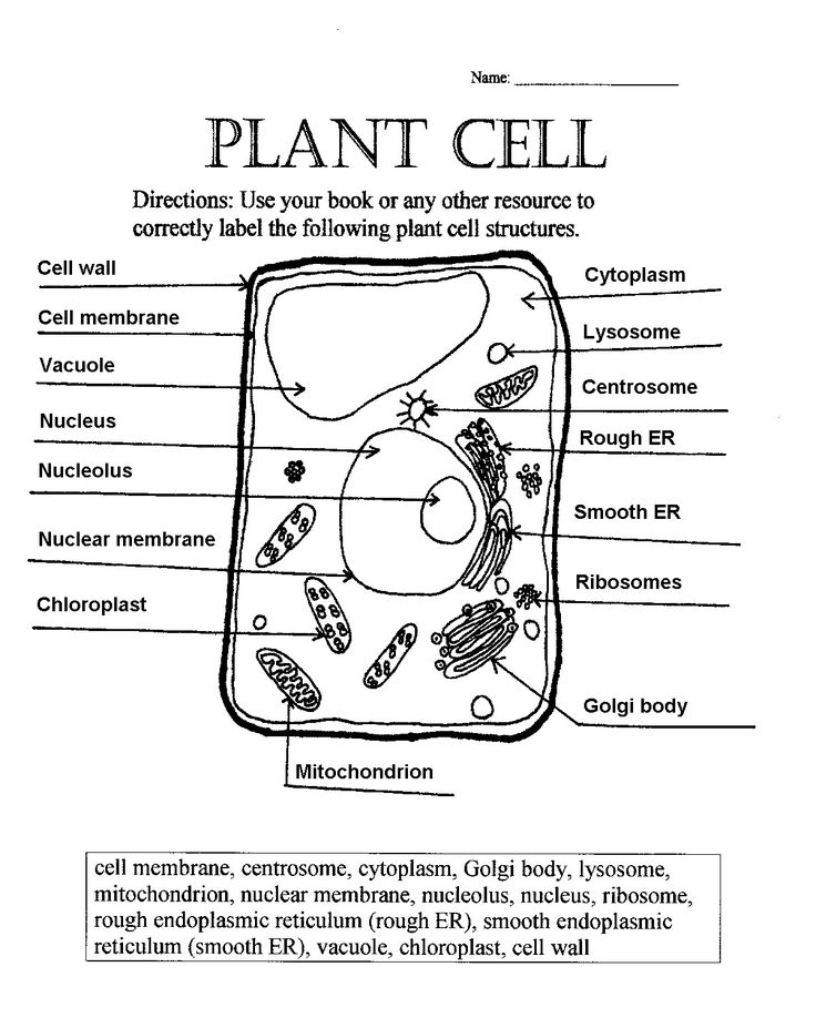 Plant Cell Diagram Worksheet for Biology Students