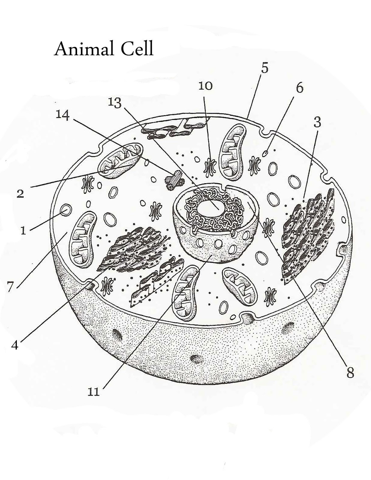 7 Parts of a Plant Cell to Label