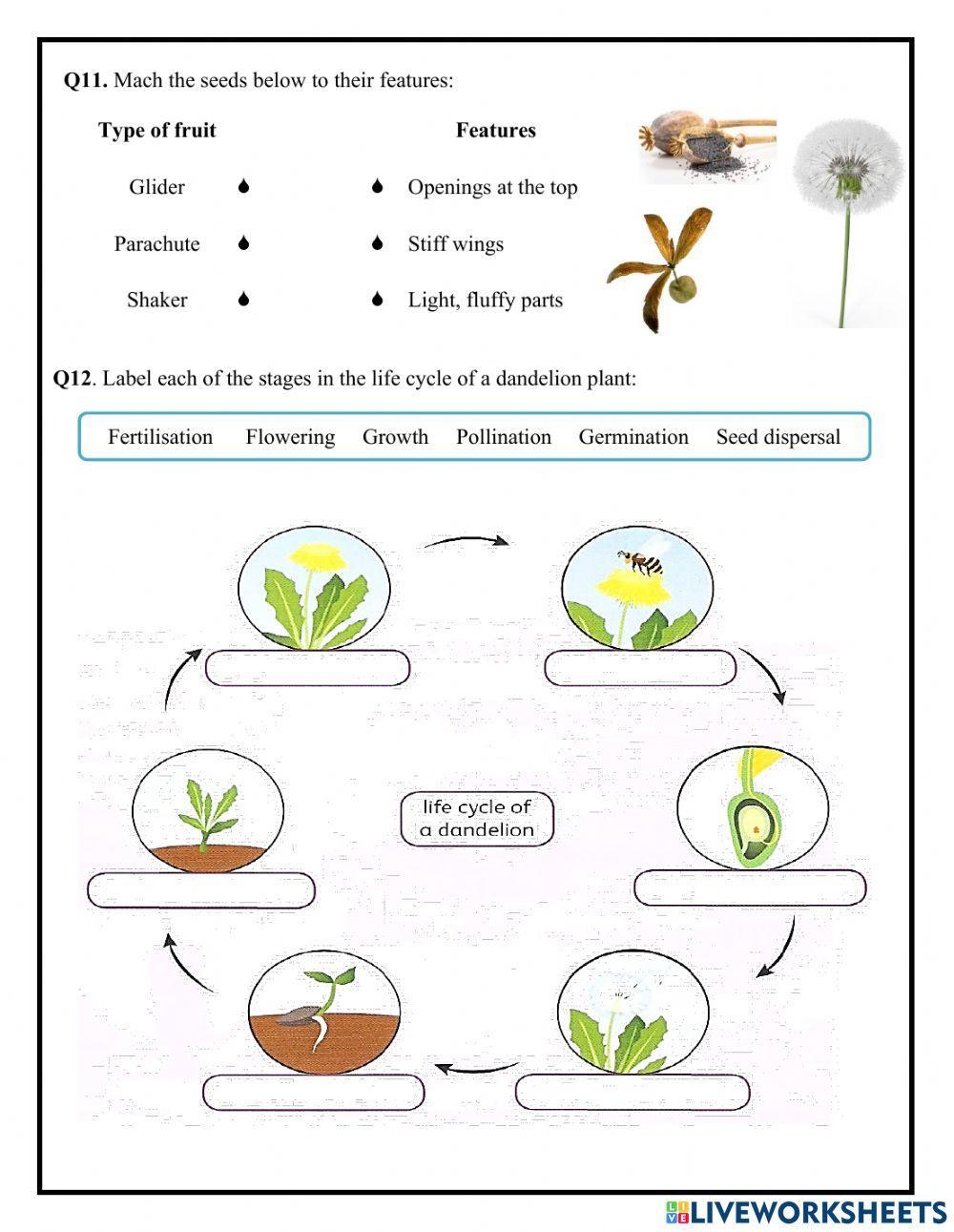 Plant Cycle Worksheet for Kids Learning Fun