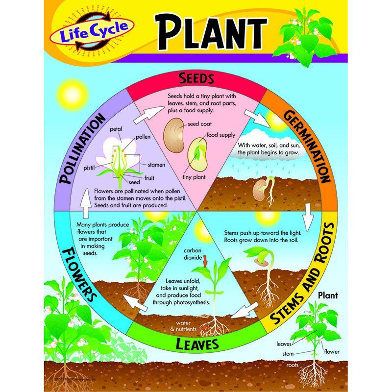 6 Ways Plants Cycle Through Life