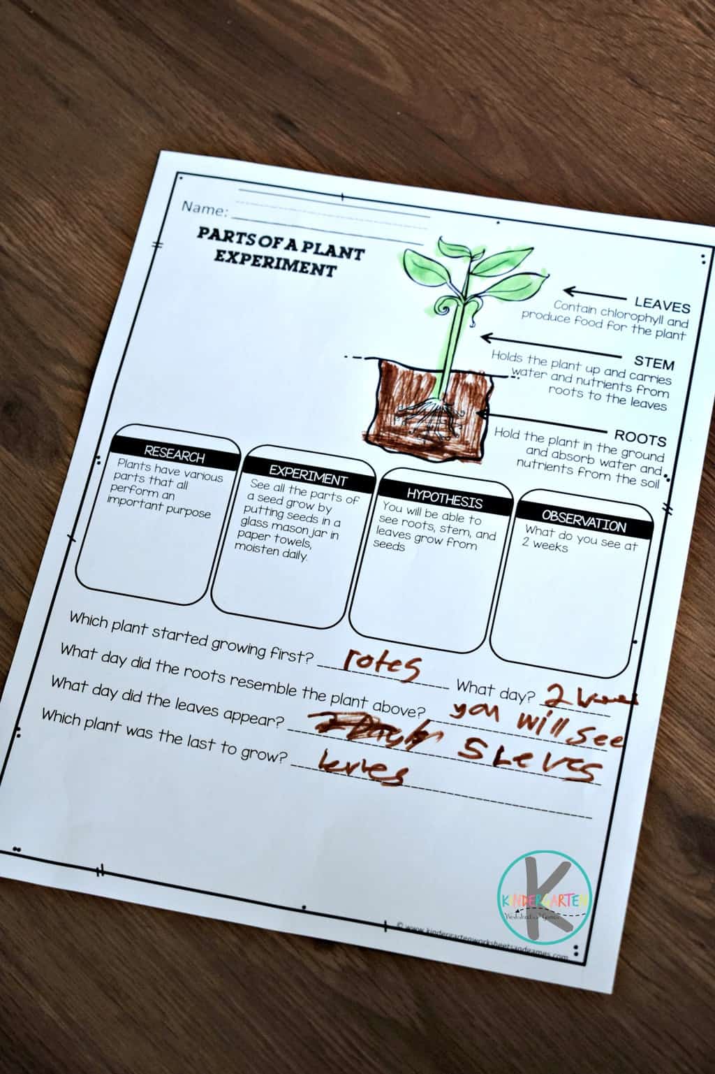 Plants Worksheet For Kindergarten