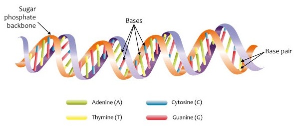 Ppt Base Pairing In Dna Powerpoint Presentation Free Download Id