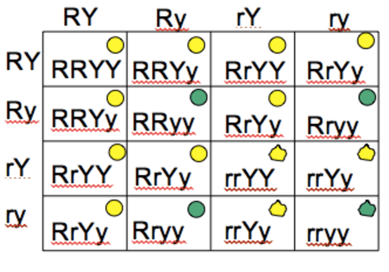 Practice Dihybrid Crosses Answer Key