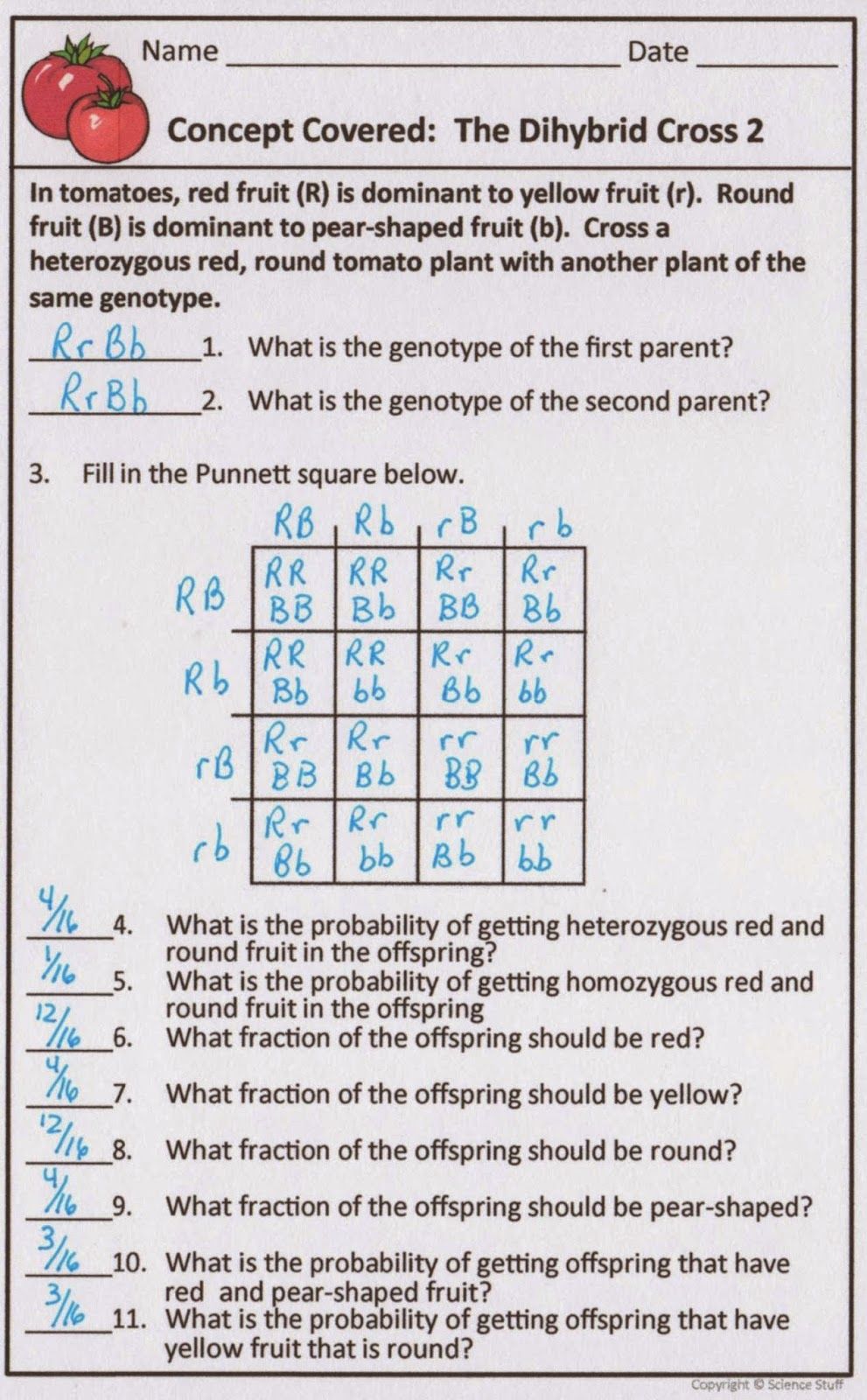 5 Steps to Master Dihybrid Crosses