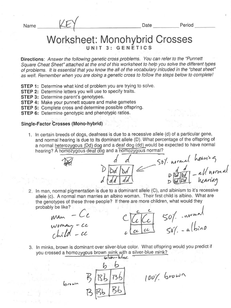 Solving Monohybrid Crosses Made Easy Worksheet Answers