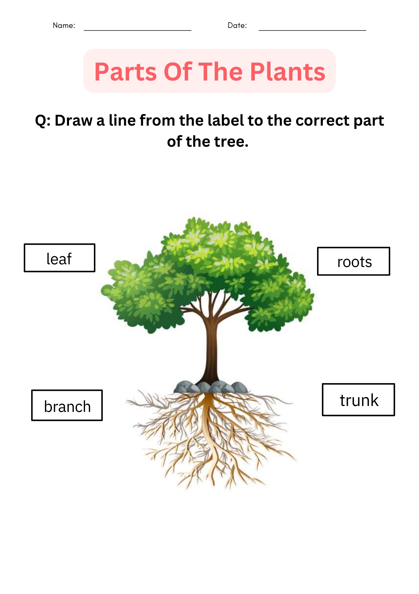 Printable Activities Parts Of A Plant Worksheet For Kindergarten Made