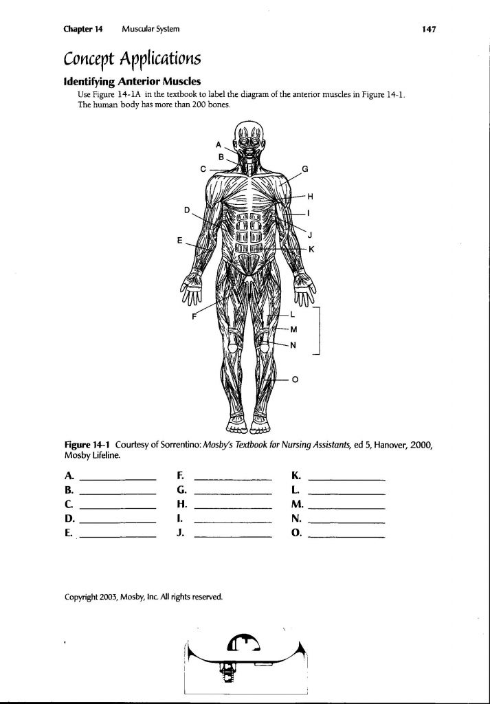 Printable Anatomy Labeling Worksheets