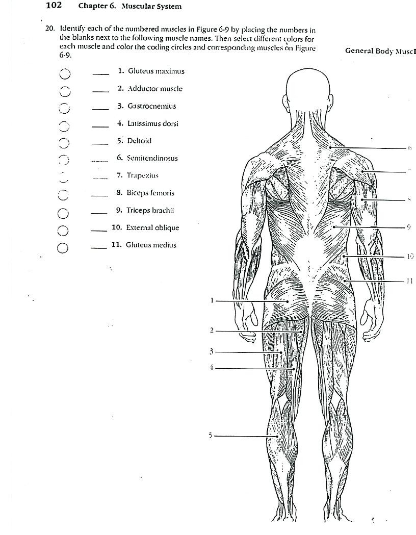 Muscle Labeling Worksheet Printable for Anatomy Students