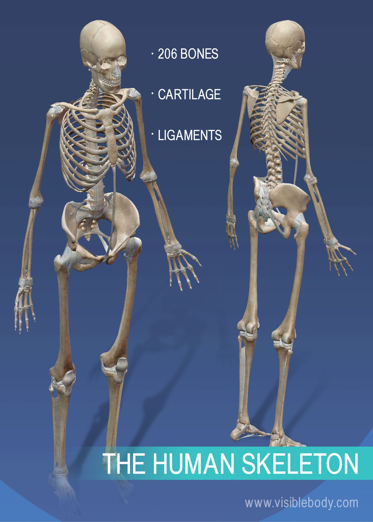 5 Ways to Learn Skeleton Anatomy