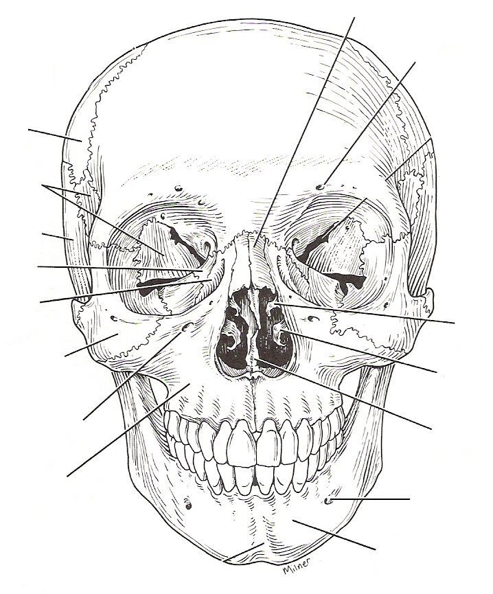 8 Ways to Label a Skull with Our Free Worksheet