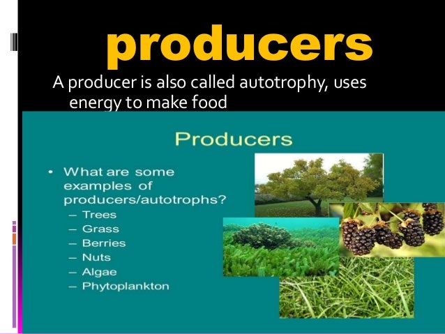 5 Ways Producers and Consumers Interact