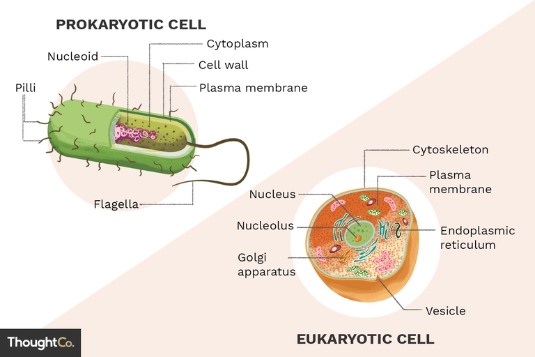 5 Key Differences Between Prokaryote and Eukaryote Cells