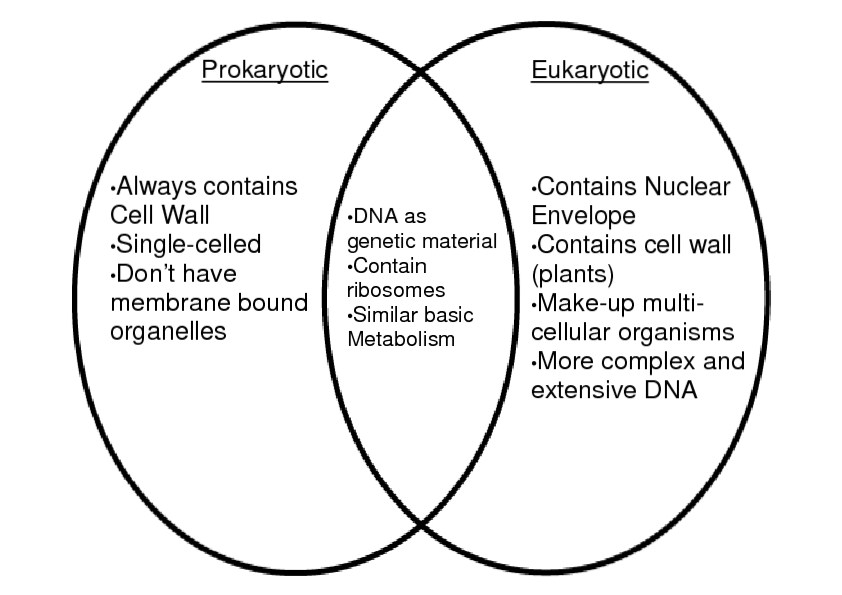 Prokaryote vs Eukaryote: Cell Structure Comparison