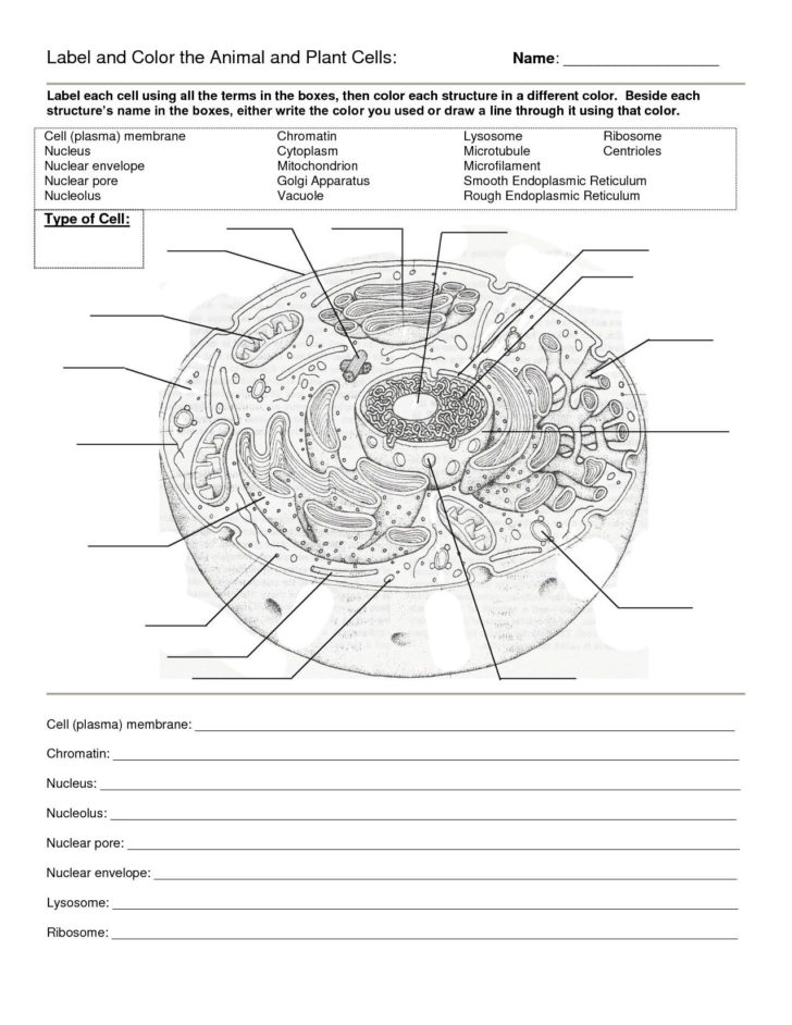 Cell Differences: Prokaryotic vs Eukaryotic Cells Worksheet Answers