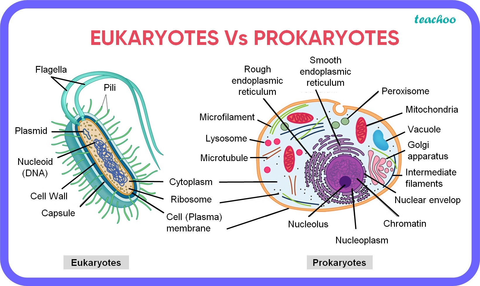 7 Key Differences: Prokaryotic vs Eukaryotic Cells