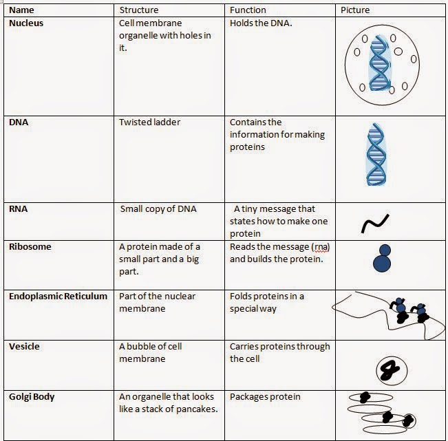 Protein Folding and Structure Made Simple