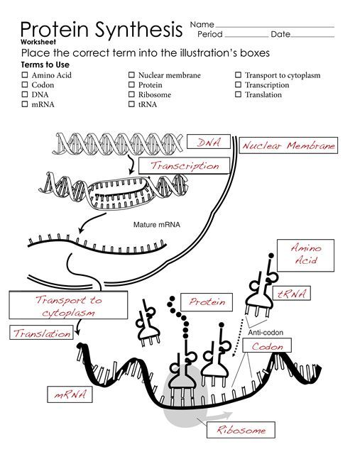 5 Steps to Master Protein Synthesis Diagrams