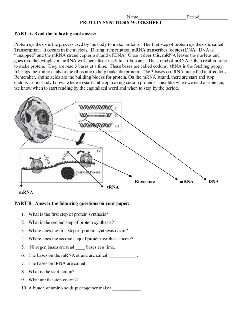 Protein Synthesis Practice Worksheet