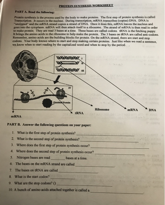 Protein Synthesis Worksheet Answers