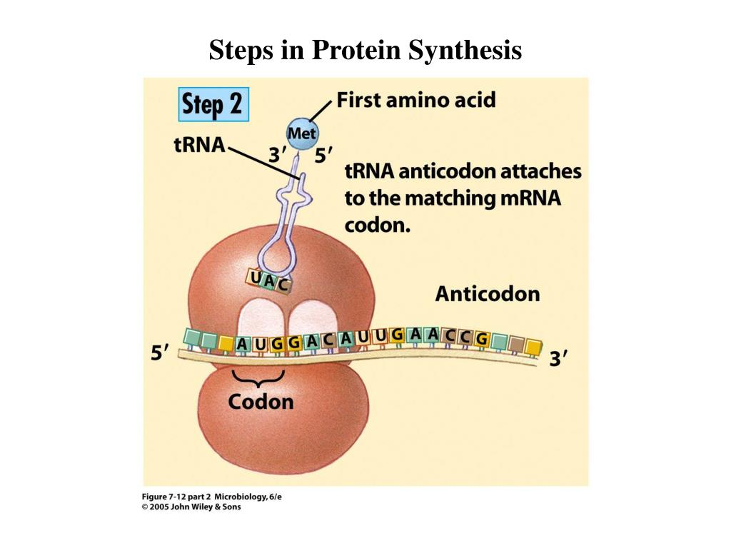 5 Steps to Master Protein Synthesis