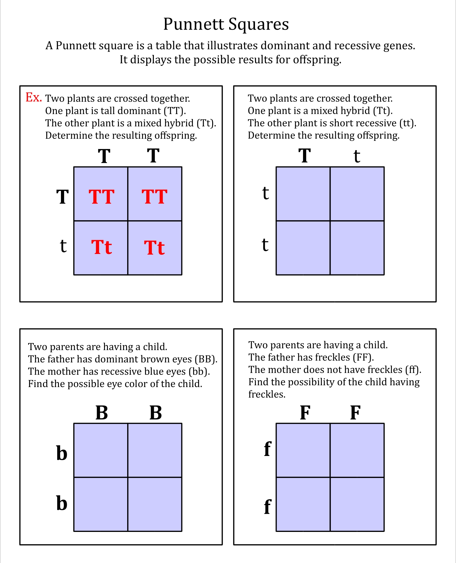 5 Ways to Master Punnett Square Worksheets