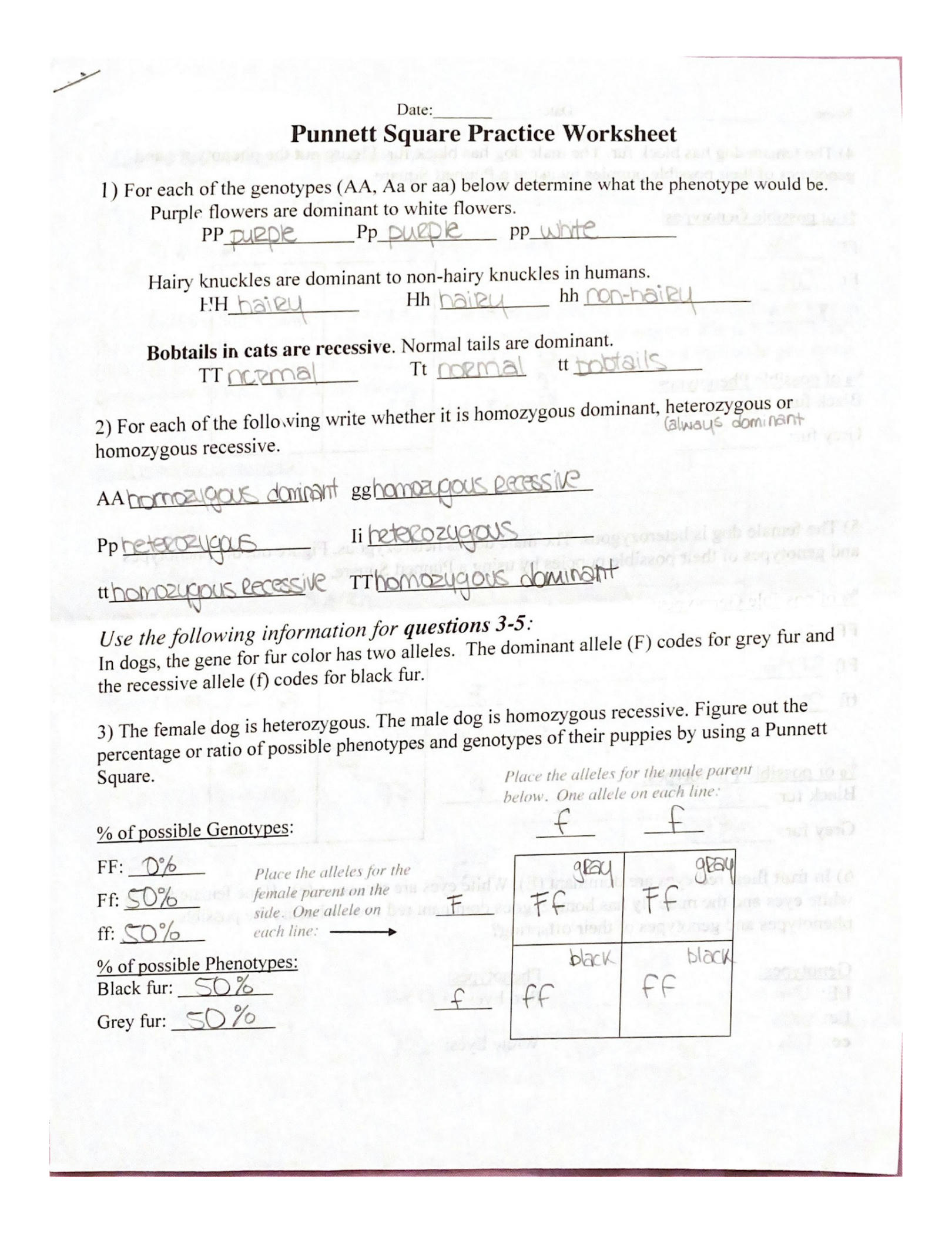 Punnett Square Practice Problems Worksheet Answers Worksheets Samples