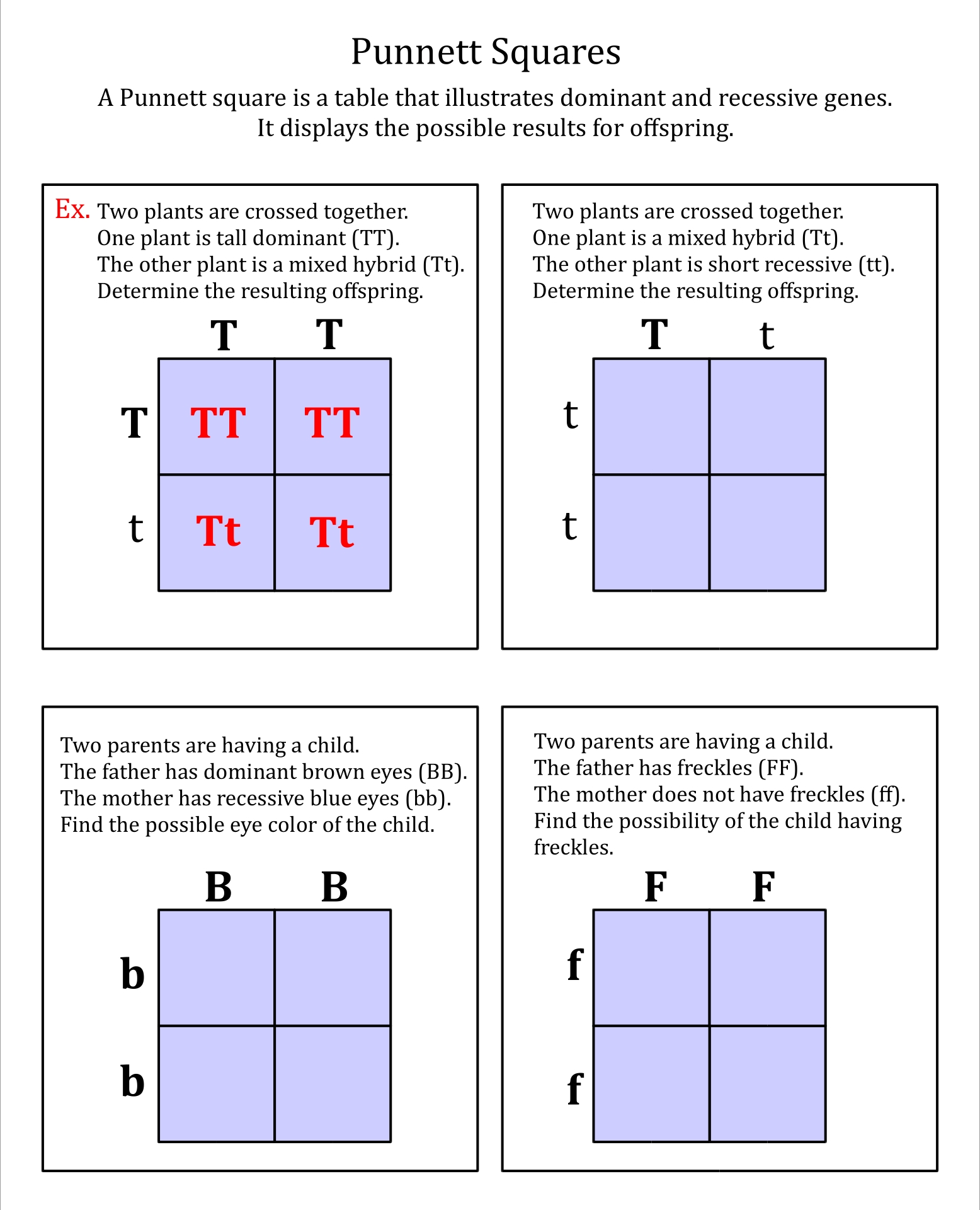 Punnett Square Practice Worksheet Answer Key Pdf