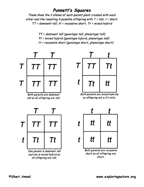 Mastering Genetics: Punnett Square Practice Worksheet Answers