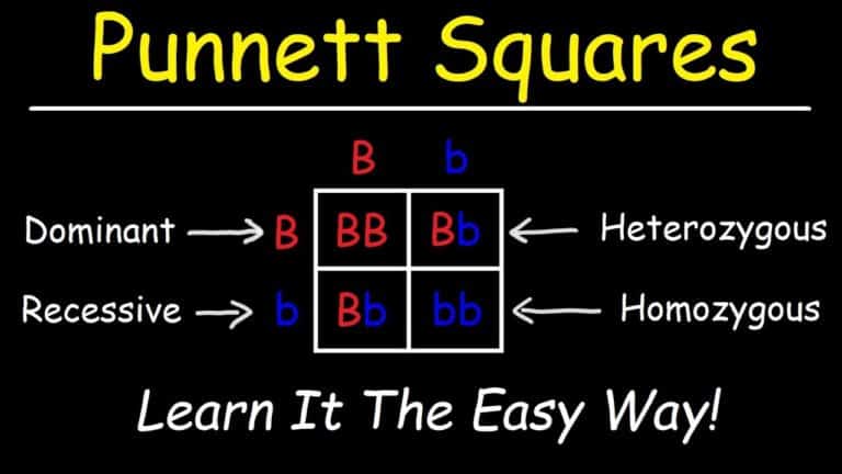 Punnett Square Practice Worksheet Pdf