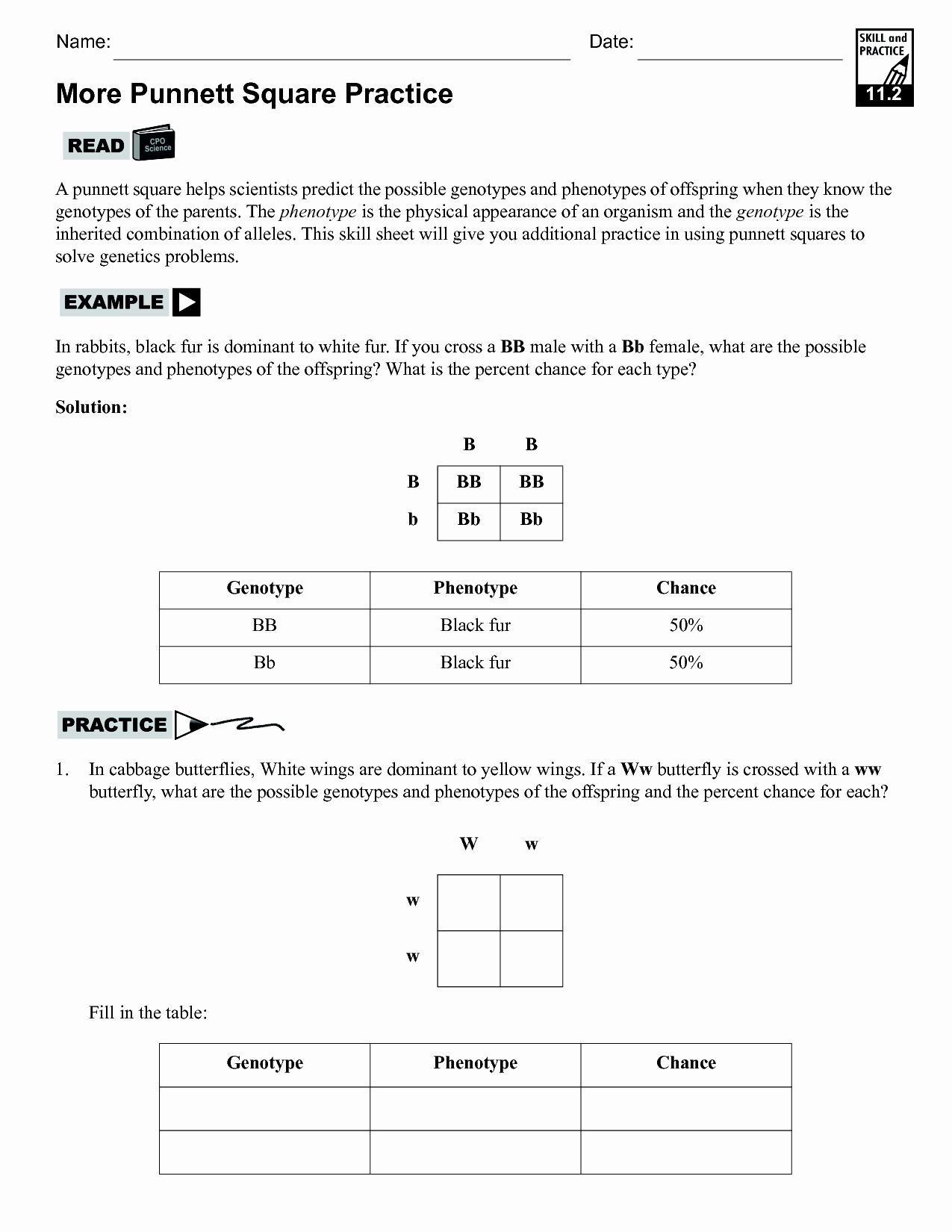 Punnett Square Practice Worksheet With Answers