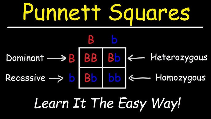 Punnett Square Practice Made Easy