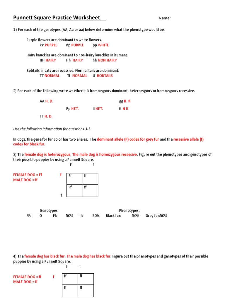 6 Easy Steps to Master Punnett Square Worksheet