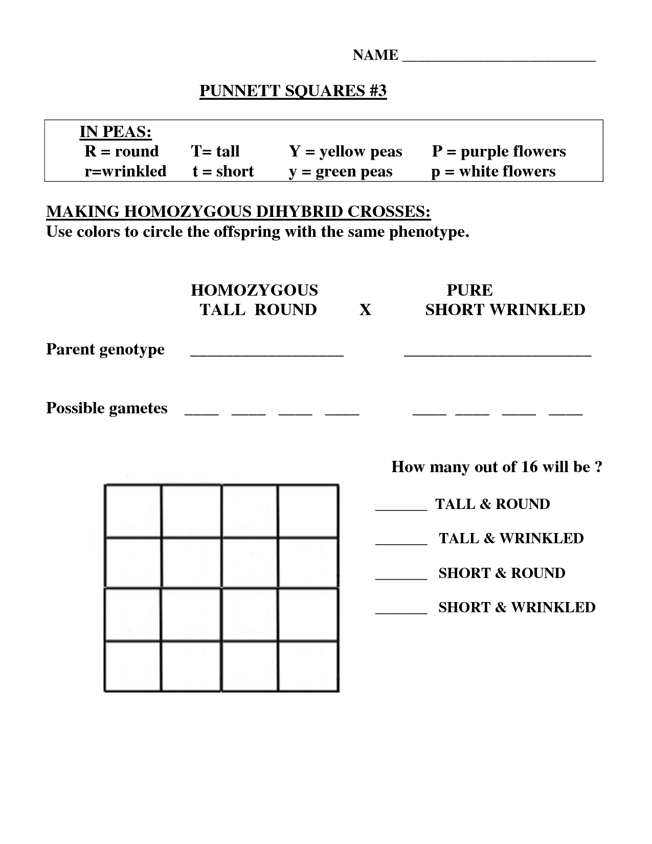 Punnett Square Worksheet Answer Key Made Easy