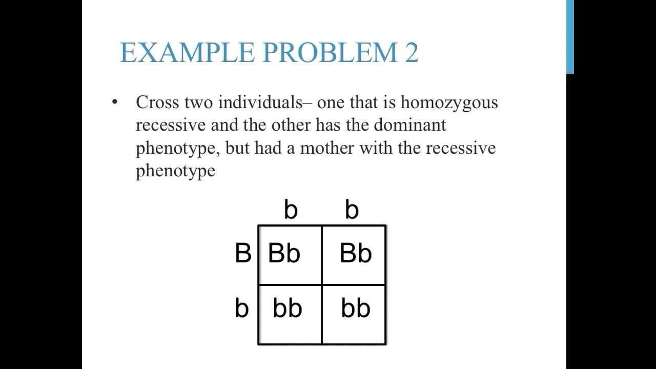 Punnett Square Worksheet