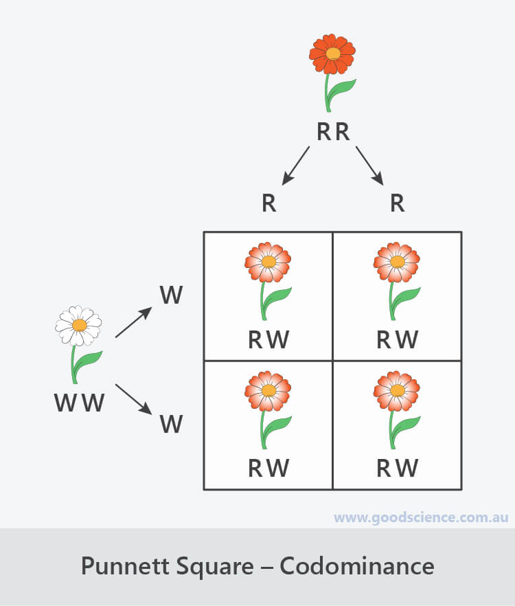 Punnett Squares Good Science