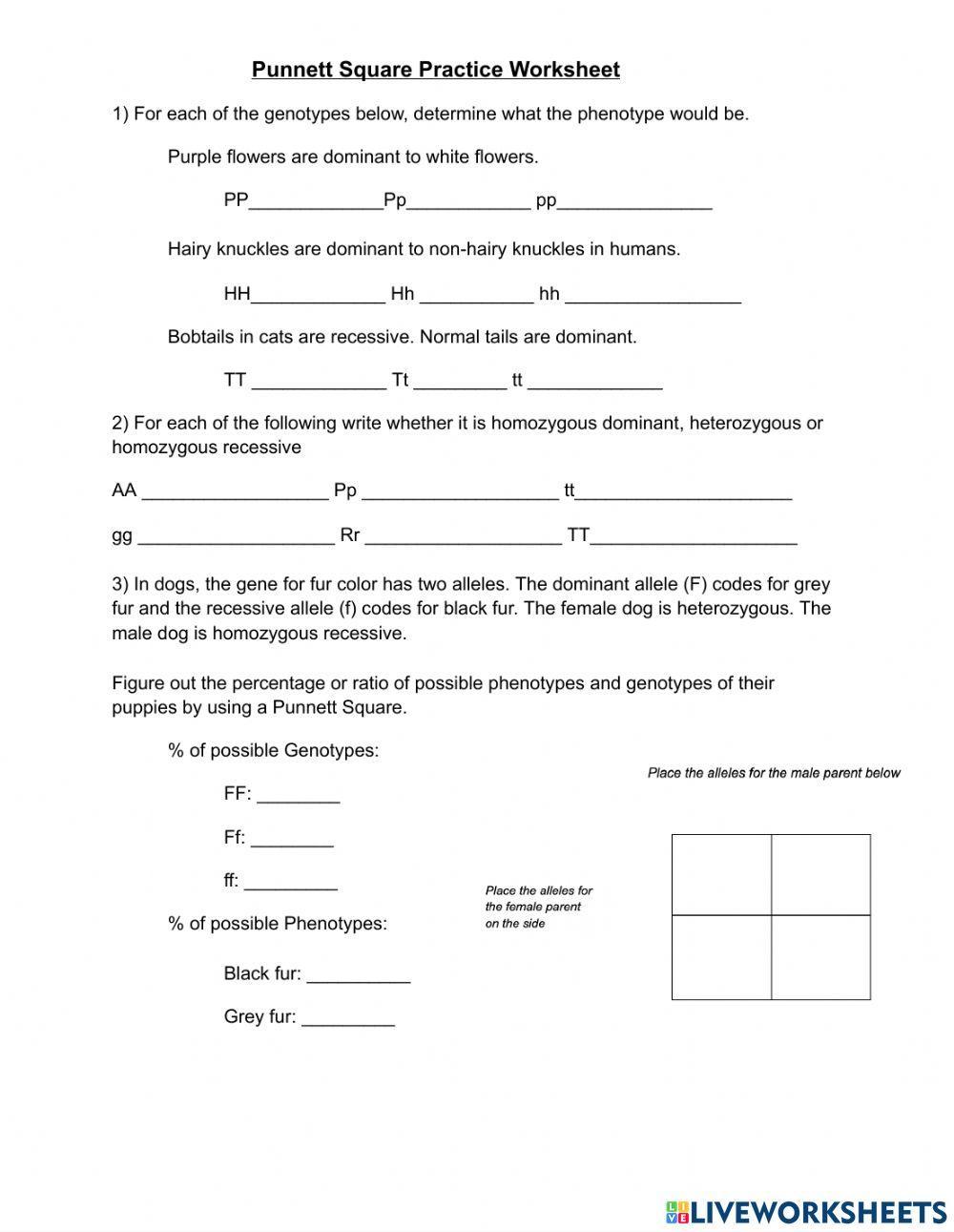 Punnett Squares Practice Worksheet: Genetics Made Easy