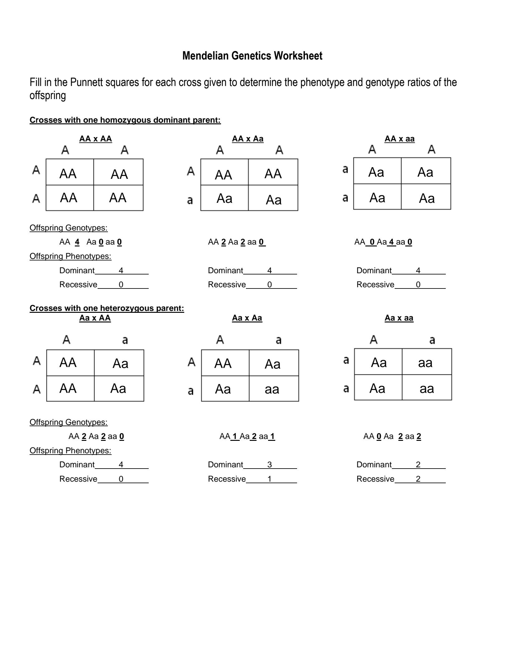 Punnett Squares Worksheet With Answers