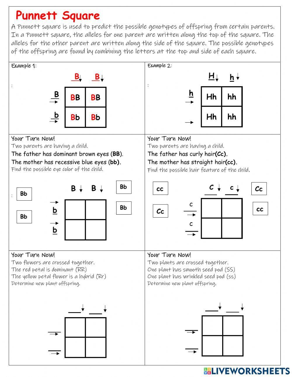 Punnett Squares Worksheet