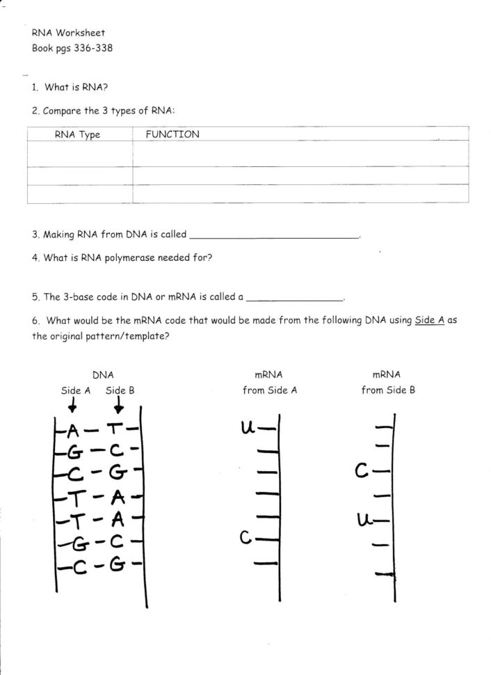 Restriction Enzyme Worksheet