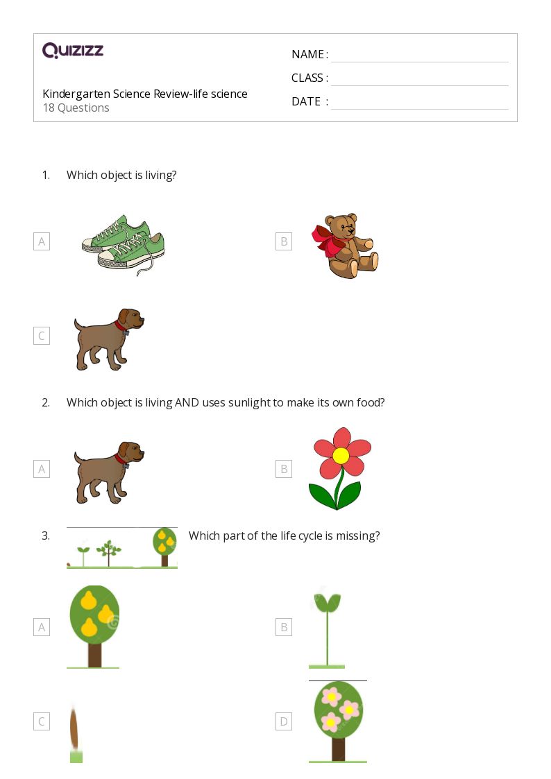 5 Science Worksheets for Kindergarten Fun