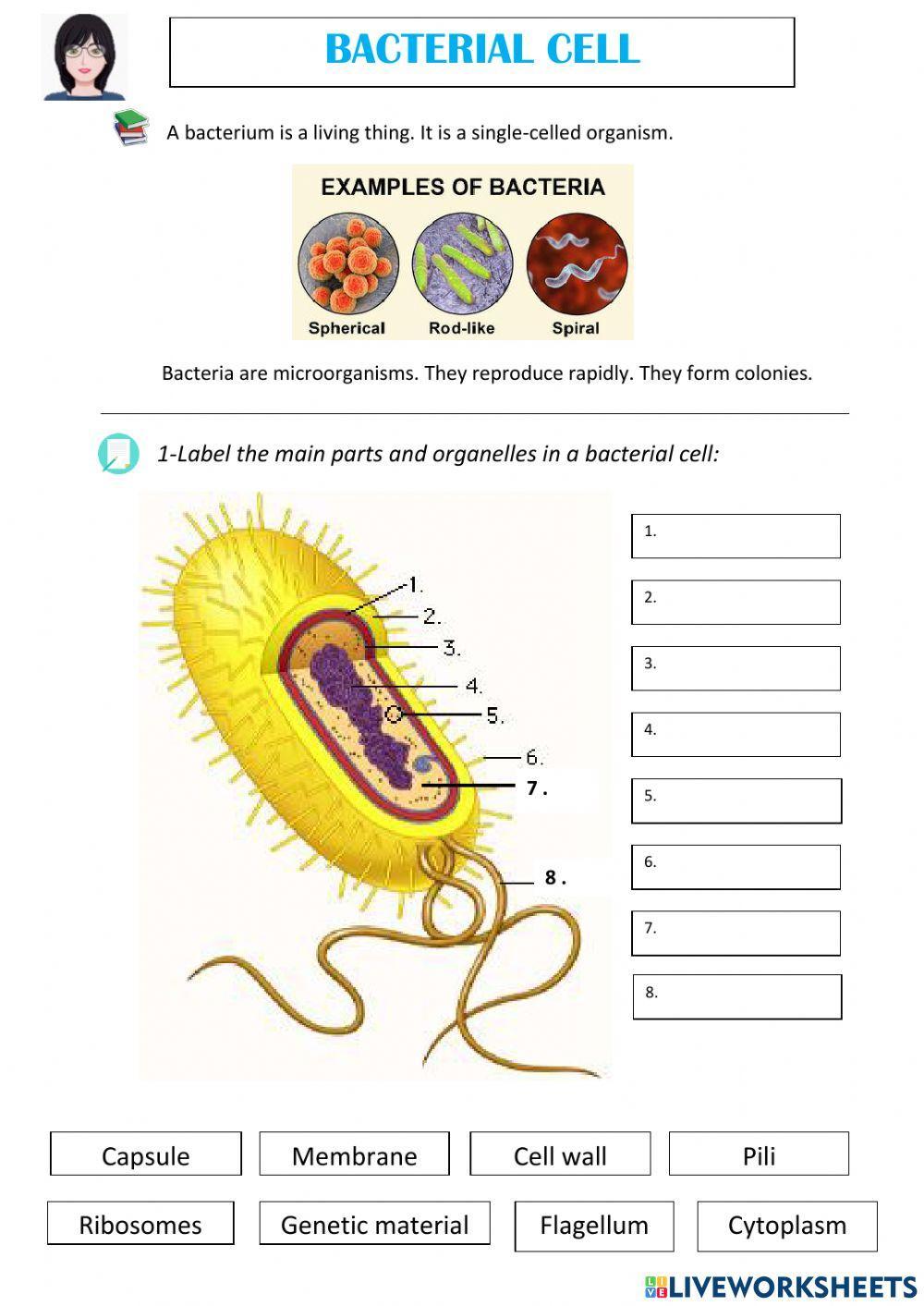 Shapes Of Bacteria Worksheet Answers